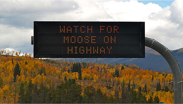 Photo of a dynamic message sign on the highway that is displaying Watch For Moose on Highway.